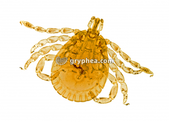 Tique américaine (Amblyomma americanum) x6 - gryphea.com